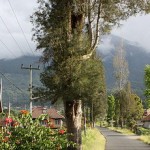 BADAN USAHA MILIK NAGARI